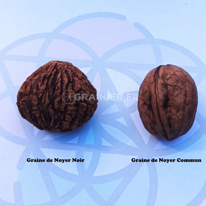 American walnut, black walnut, nigra juglans image